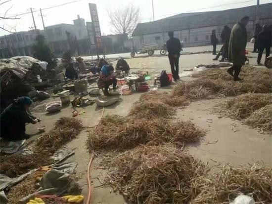 图6:李兴镇收购站,农户们正繁忙加工鲜桔梗.