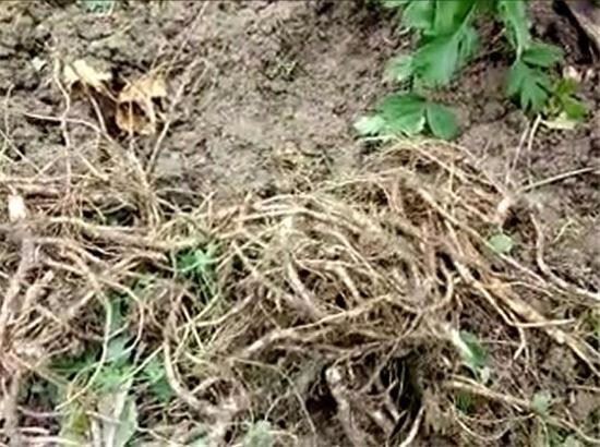热点:前胡持续涨价,白花优质货源日趋紧俏!
