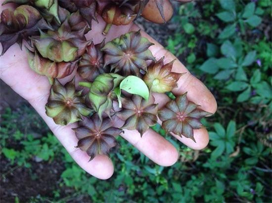 快讯:大茴涨价,引起野八角抢购风潮!-中药材天地网