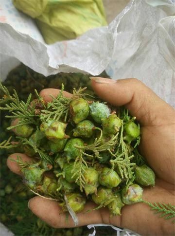 快讯:柏子仁产量下降,本周价格大涨!