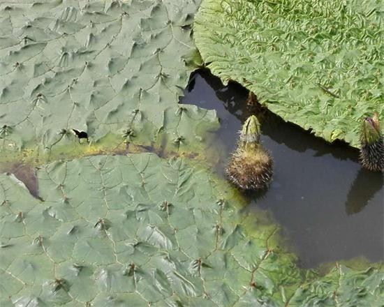 快讯:肇芡实产地青黄不接 价格上行