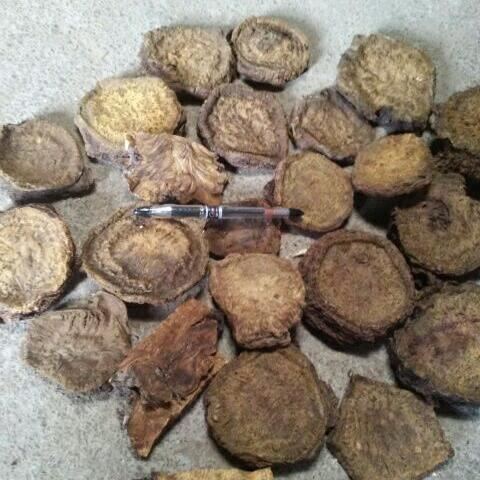 代*产地供应大黄_中药材天地网