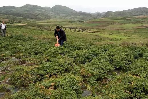 点评   王建忠:武都最高峰2800米的铁架山当归育苗基地正在采挖秧苗