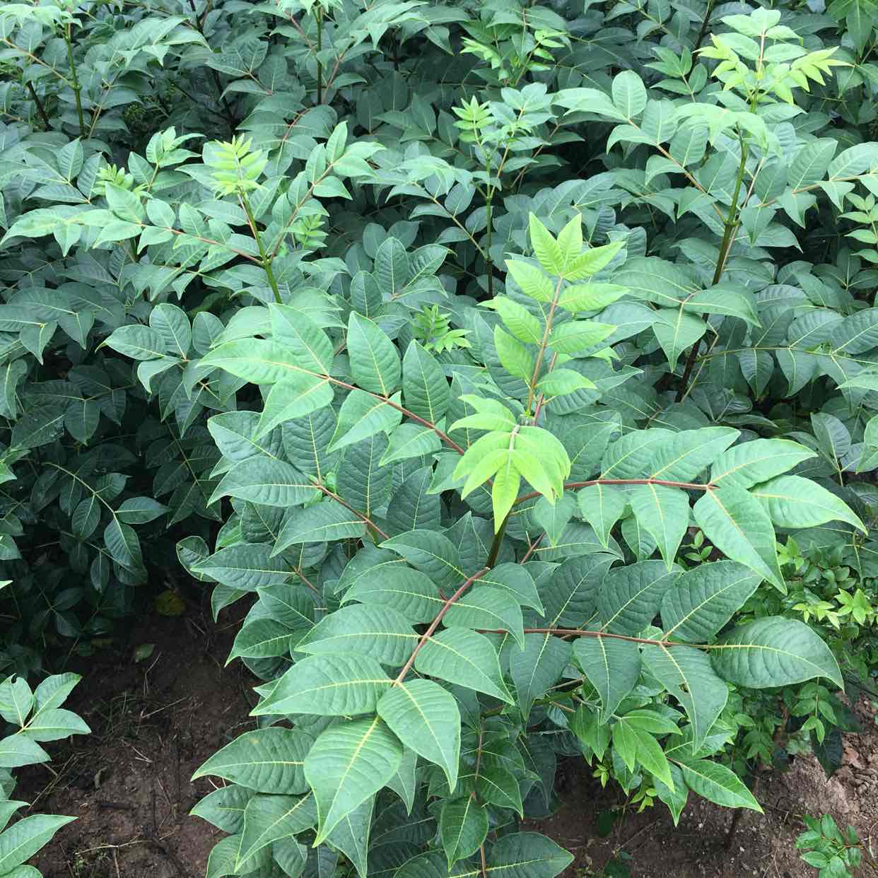 雅*供应吴茱萸_中药材天地网