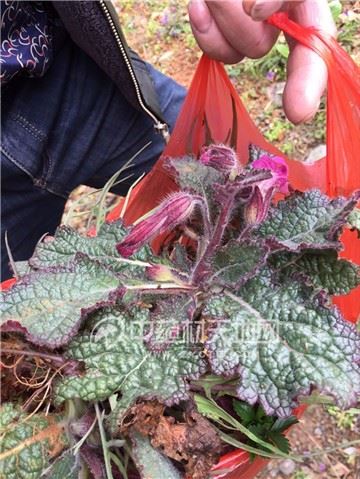 龙兴超田间挖到