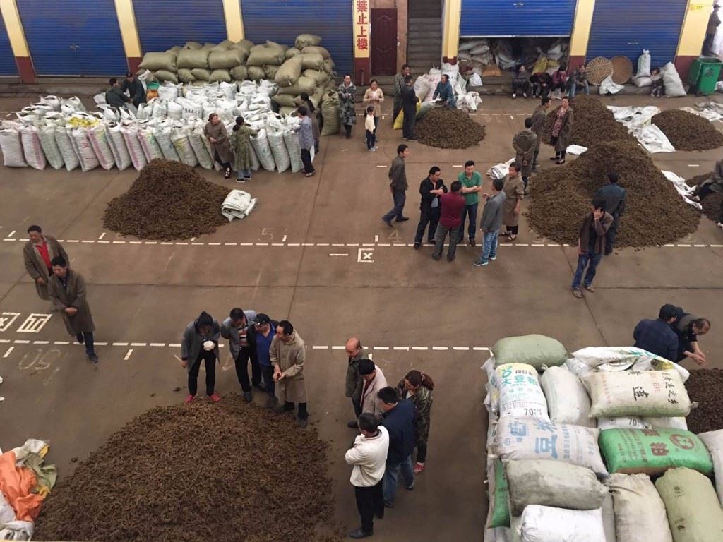7.4重庆石柱黄连行情_中药材天地网