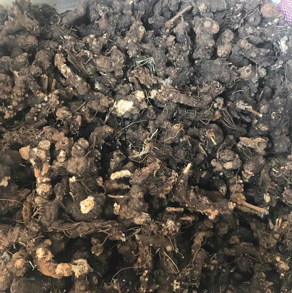 贾*供应苍术_中药材天地网