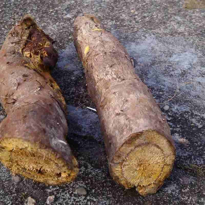 尹*产地供应大黄_中药材天地网