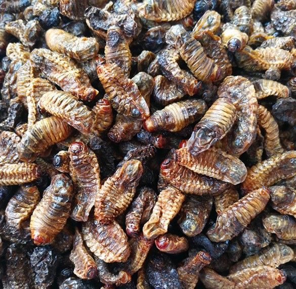 杨*供应蛴螬_中药材天地网