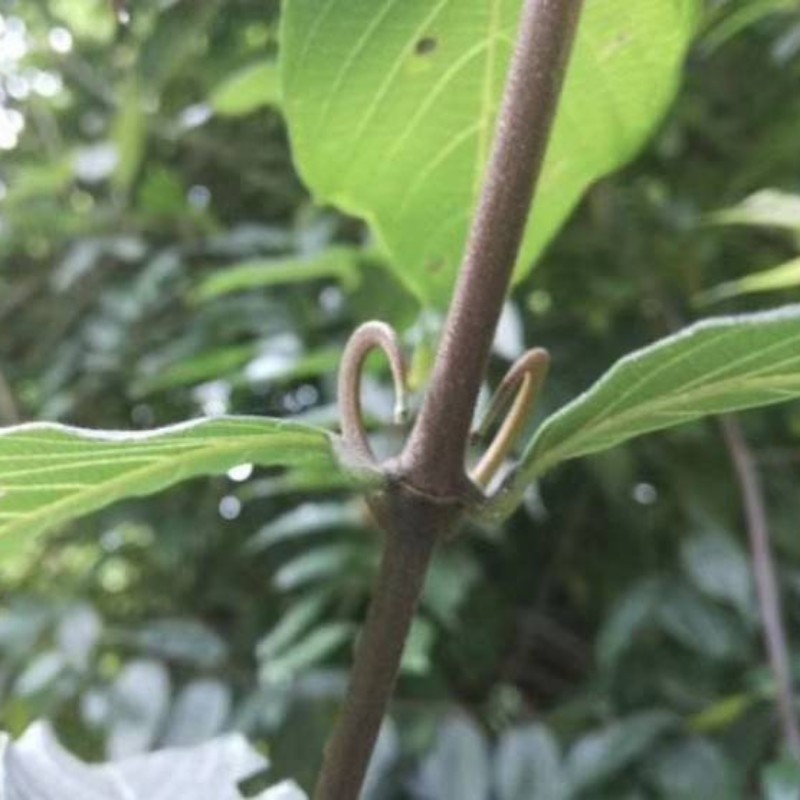 老师好!我是湖北黄冈麻城的想种植中药材,不知