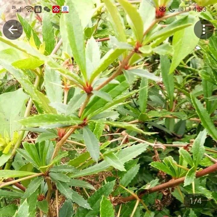 请我而退哦供应三棵针_中药材天地网
