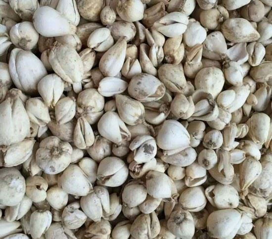 深度追踪:川贝母资源紧张,将引发炉贝母行情上涨!