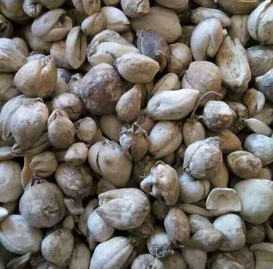 深度追踪:川贝母资源紧张,将引发炉贝母行情上涨!