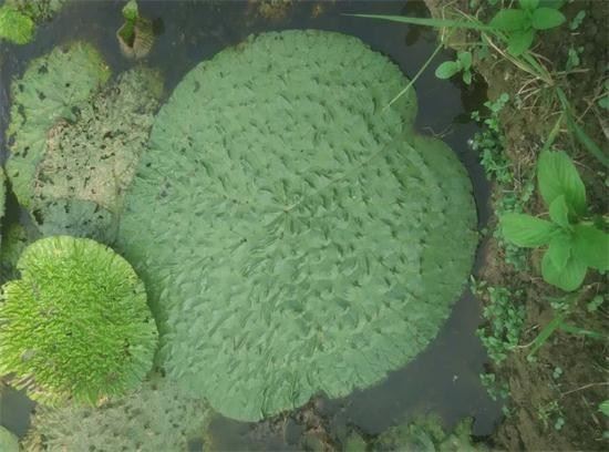 產新追蹤:肇芡實產新行情回落 後市有望反彈