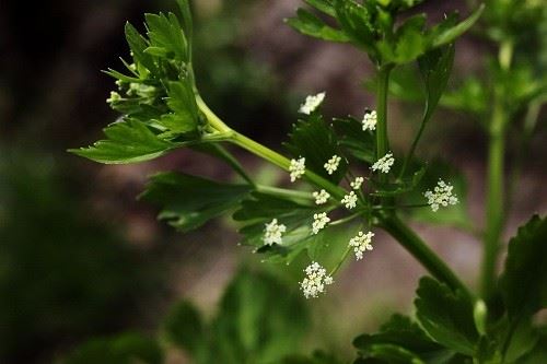 芹菜花