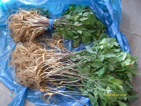 准备移栽到林下的参苗