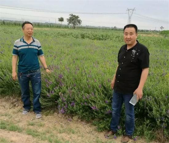 点评:王太生谈山西药材行情和后市
