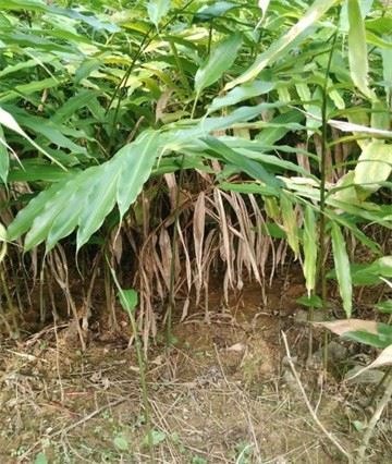 年前的天氣極端異常,倒春寒造就今年果實類藥材都嚴重受災,砂仁也未能