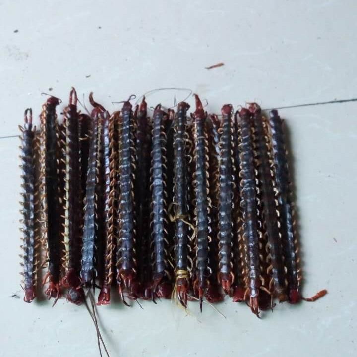 中药材