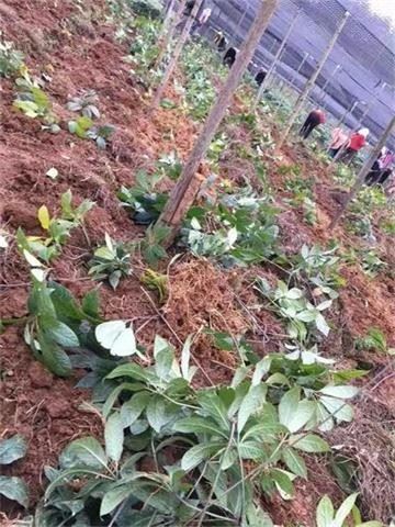 热点追踪:冬三七零星采挖,有望成为跨年热点品种!