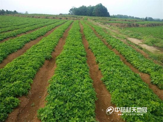 图1:太子参黄平机场基地,海拔879米(摄于2017年5月2日)