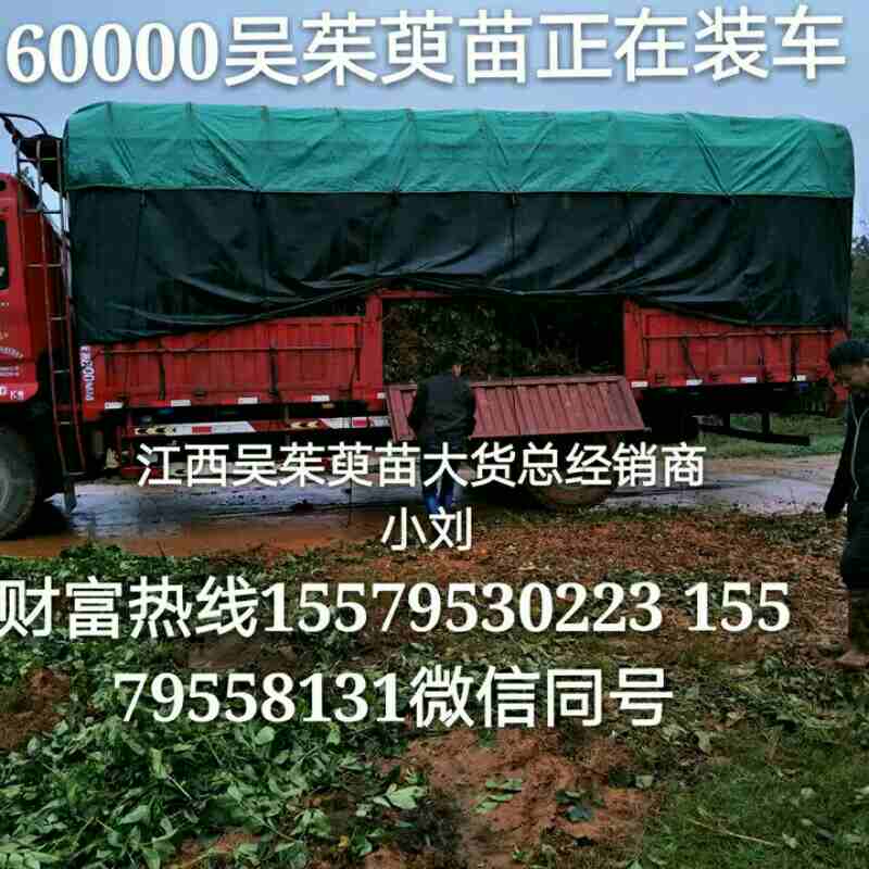 中药材