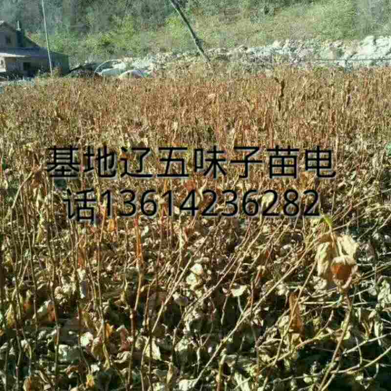 产品供应图