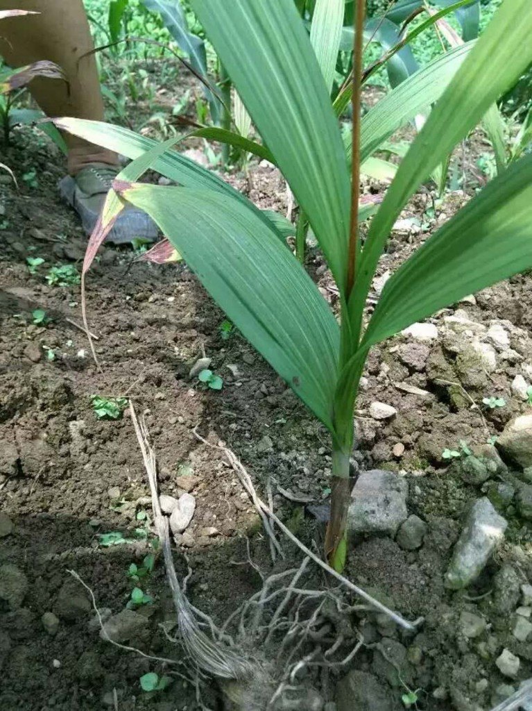 中药材