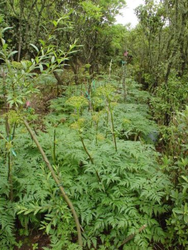 图2:生长在高海拔坡地的羌活植株