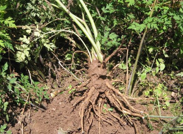 种植黄芩技术要点_种植黄芩技术与管理_黄芩种植技术