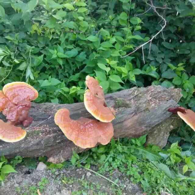 产品供应图