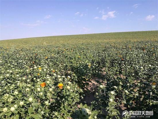 气温相对较低,是国内注射剂企业需求红花的主产地