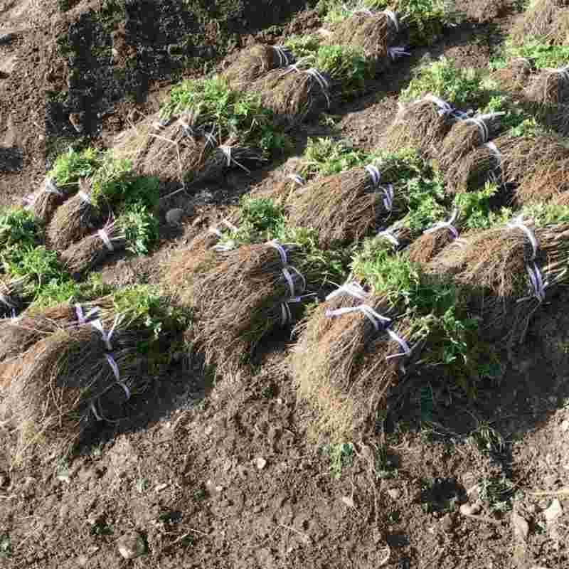 了解更多 >> 扫描下载并安装 羌活电议 规格:诺托璞高山羌活苗(细叶