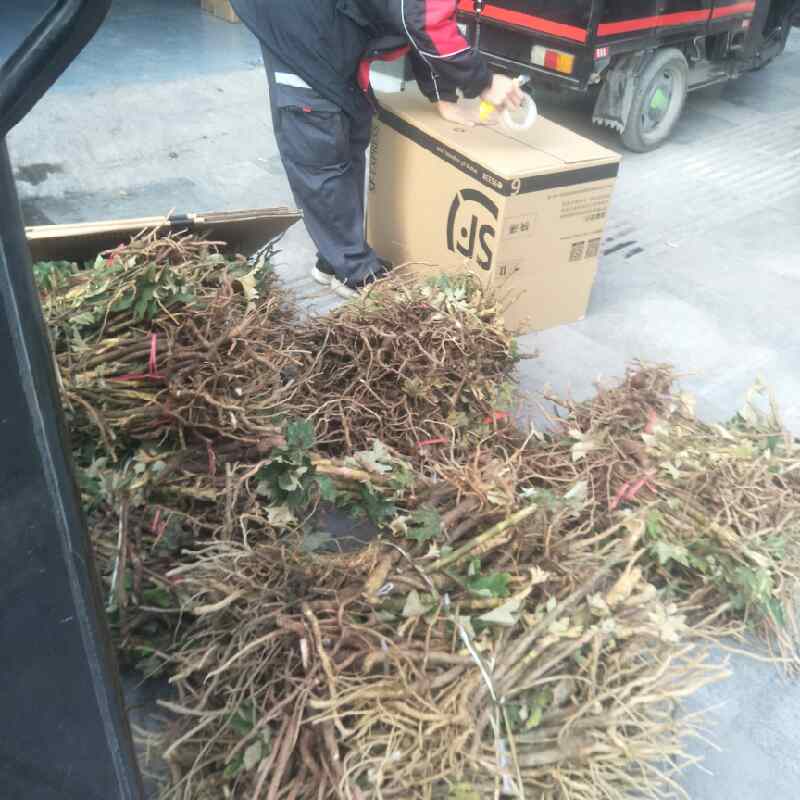 中药材