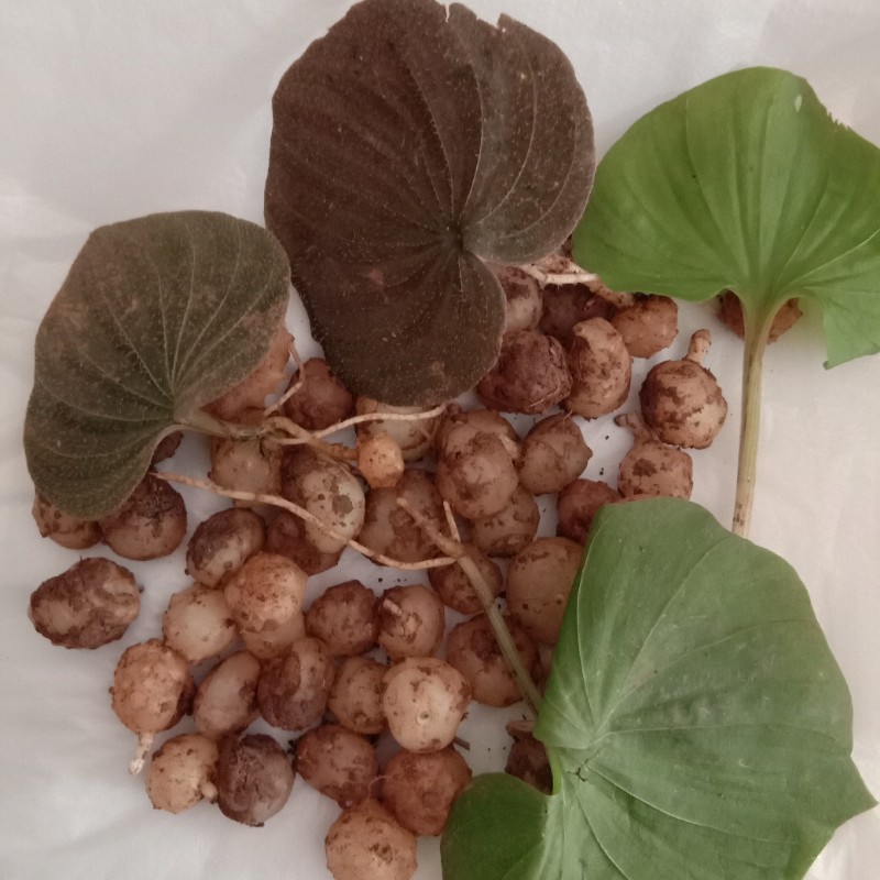 龙王产地供应青天葵_中药材天地网