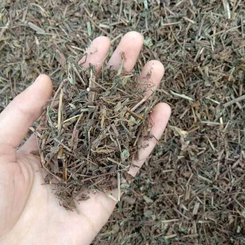 龙王供应老鹳草_中药材天地网