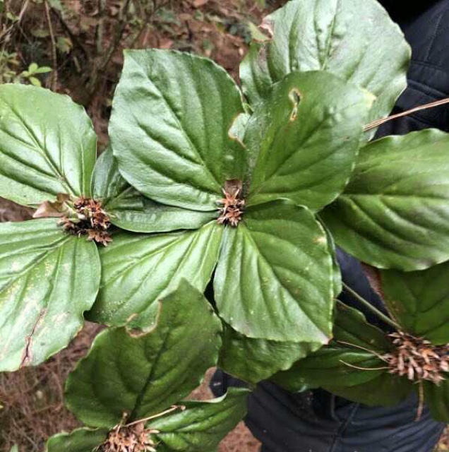 陈敏供应四块瓦_中药材天地网