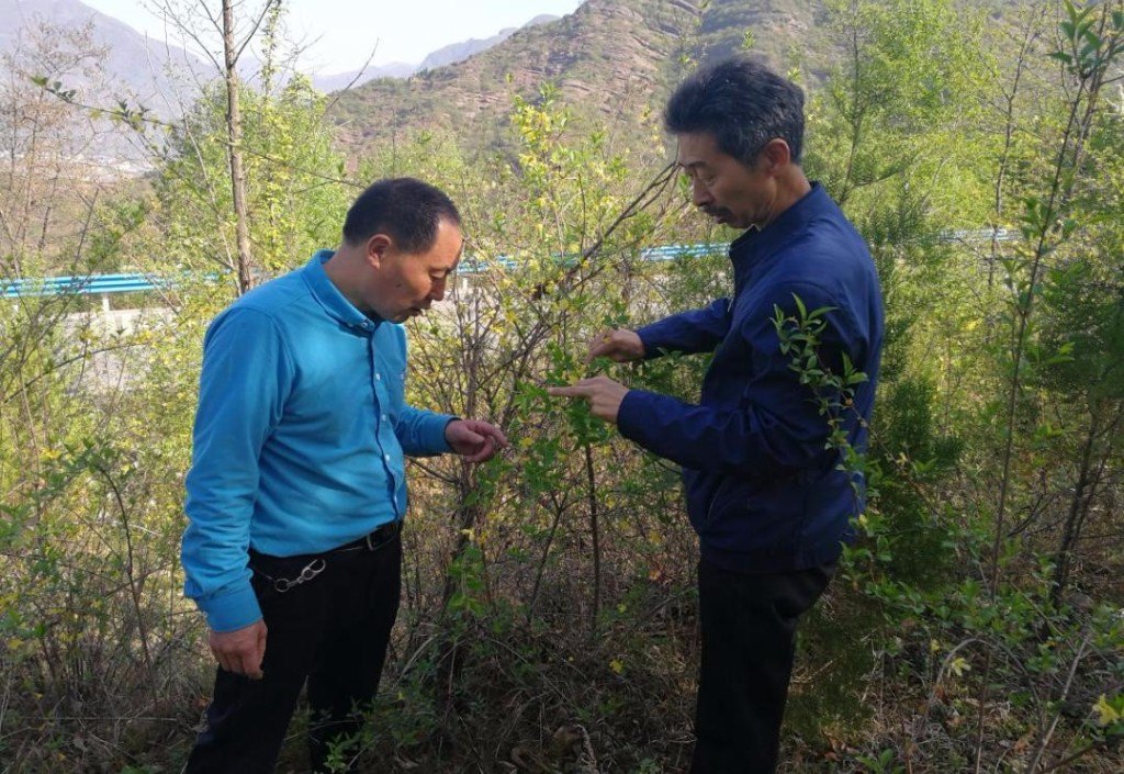 4月4日,连翘专家刘红卫与产地专家杜文义正在河南陕县宫前乡实地