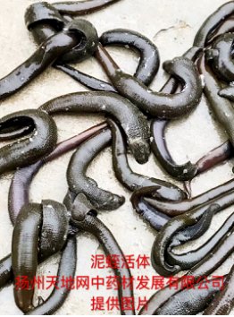 辽宁冠蛭蚓图片