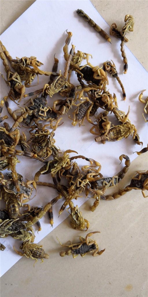 李**供应全蝎_中药材天地网 - 注册即领取38元体验金