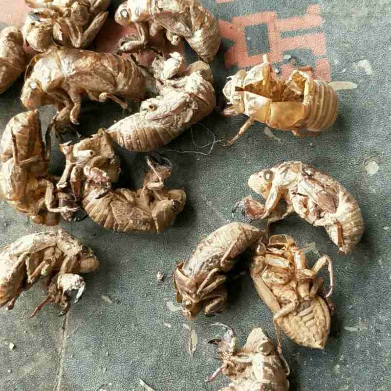 中药材