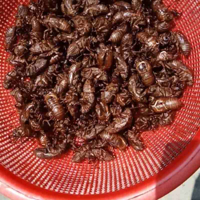 中药材