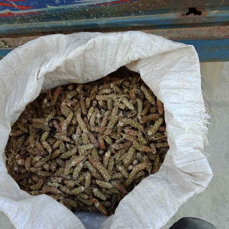中药材