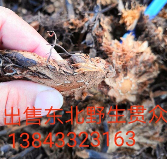微信图片_20180831135056_副本