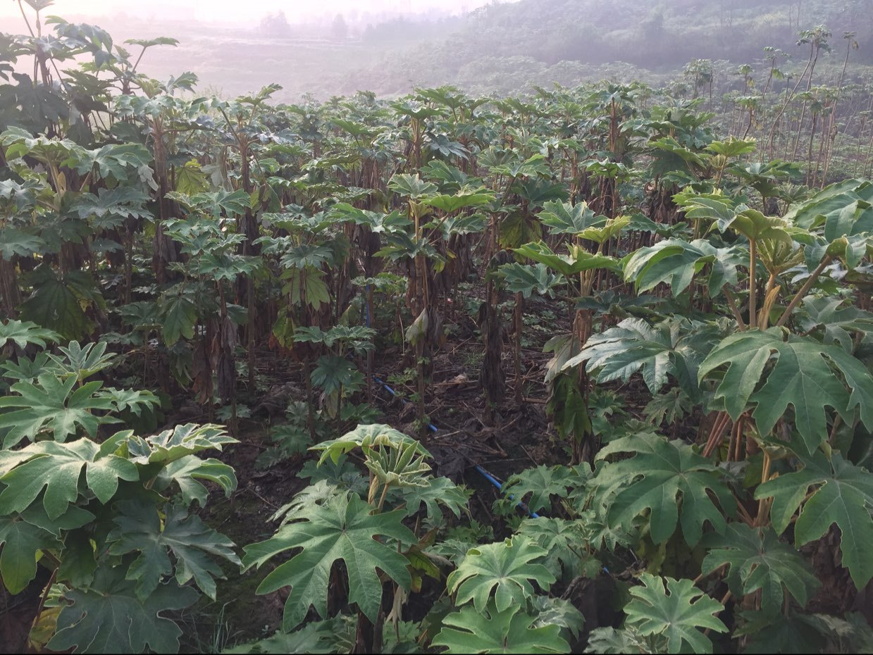 李**供应通草_中药材天地网