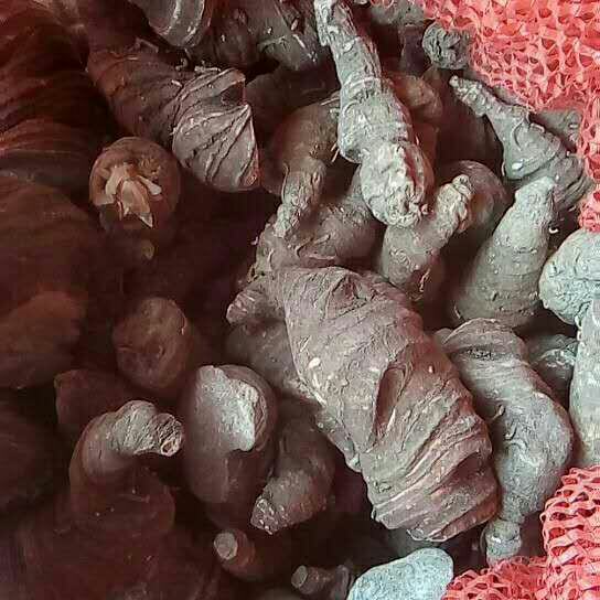 大将军_中药材天地网