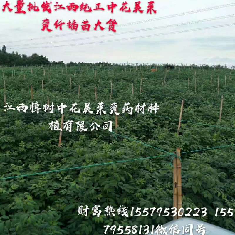 中药材