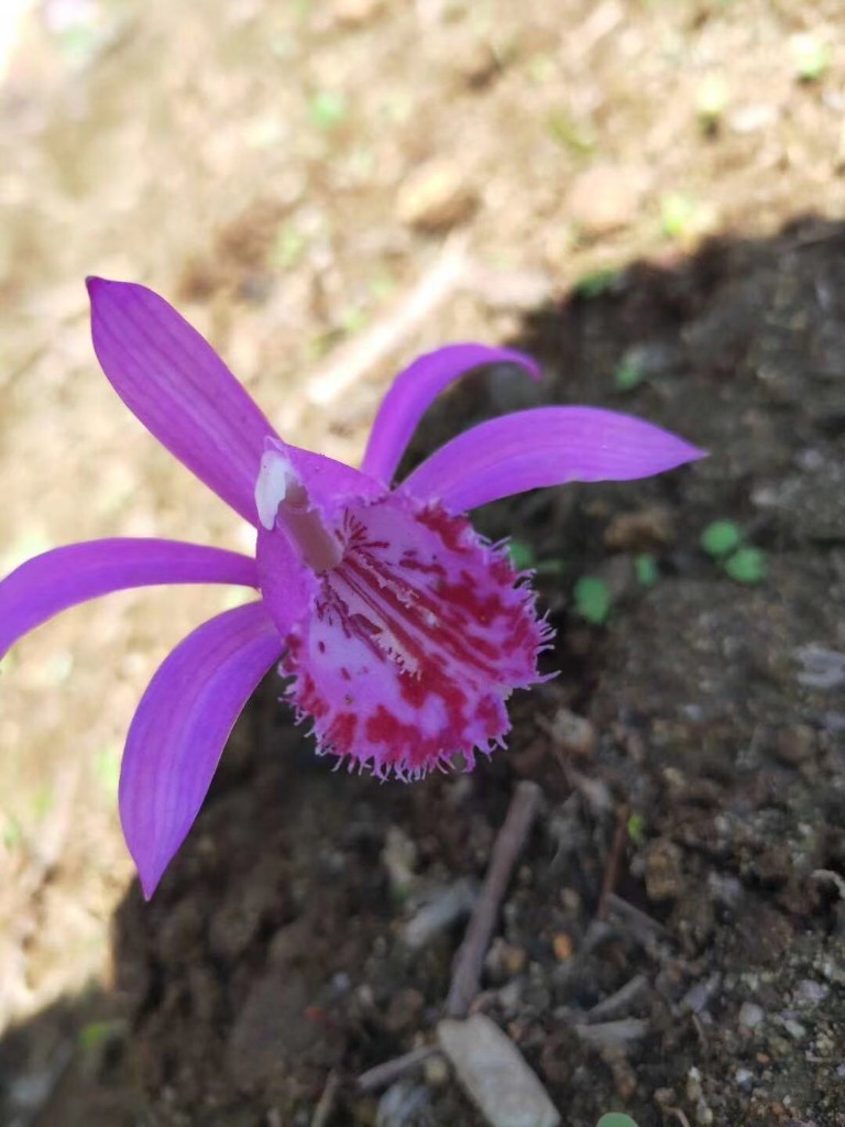 扫描下载并安装