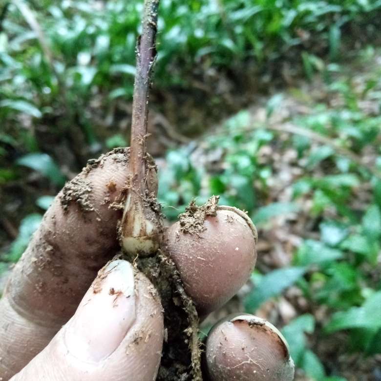 杨燕产地供应光慈姑_中药材天地网