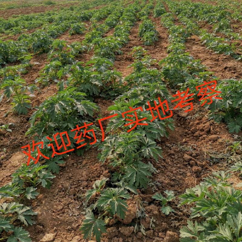 中药材